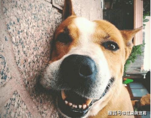 娱乐吃瓜君傻狗的日常,揭秘娱乐圈那些事儿